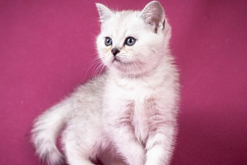 Cameron Scottish Straight male black silver shaded - live animals