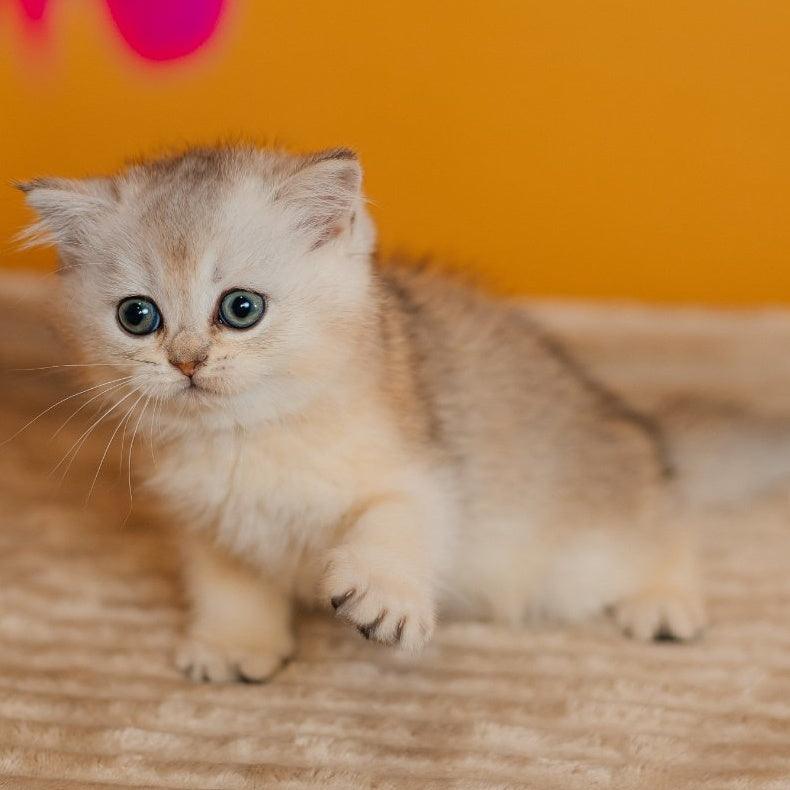 Elza Scottish Straight female, black silver ticked tabby