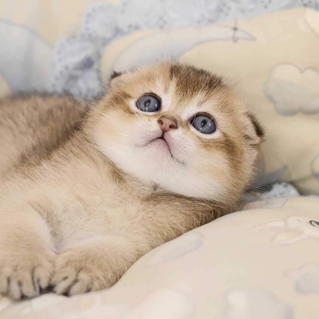 Erik Scottish Fold male, black golden ticked tabby