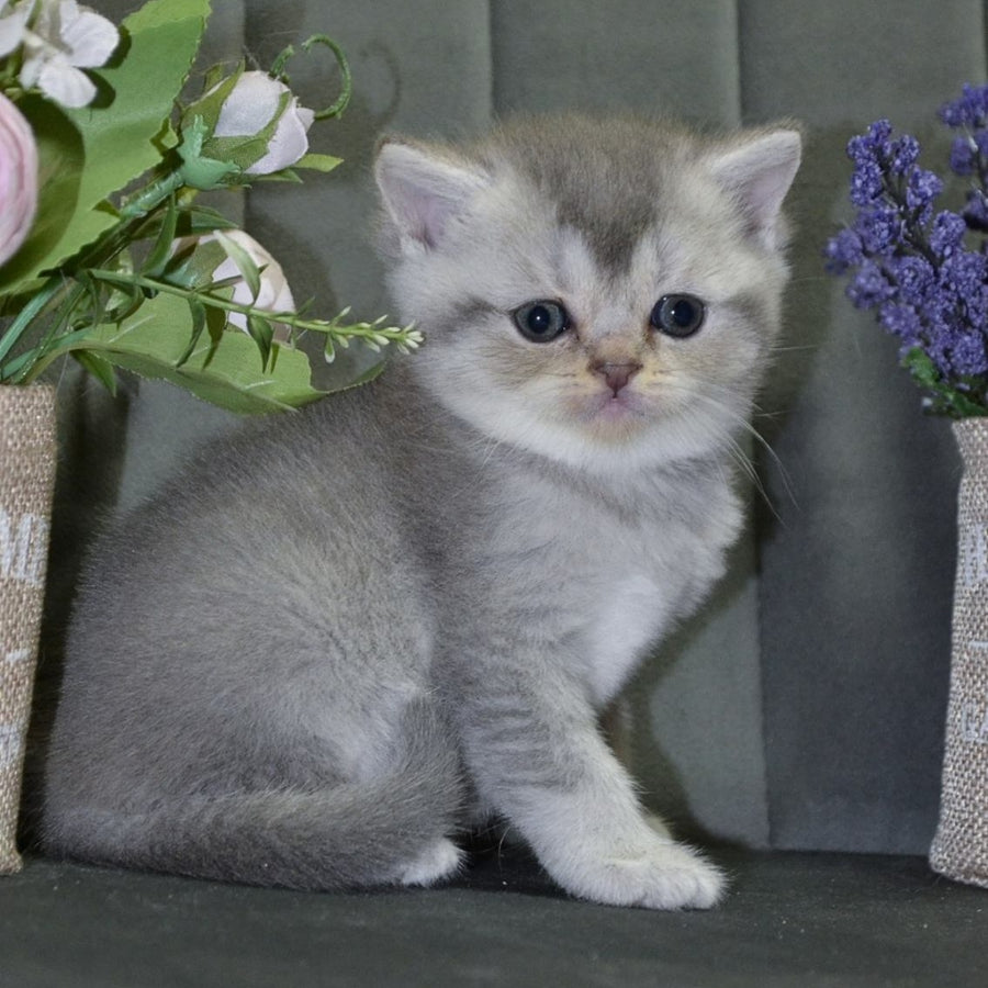 Alina Scottish Straight female, blue silver shaded