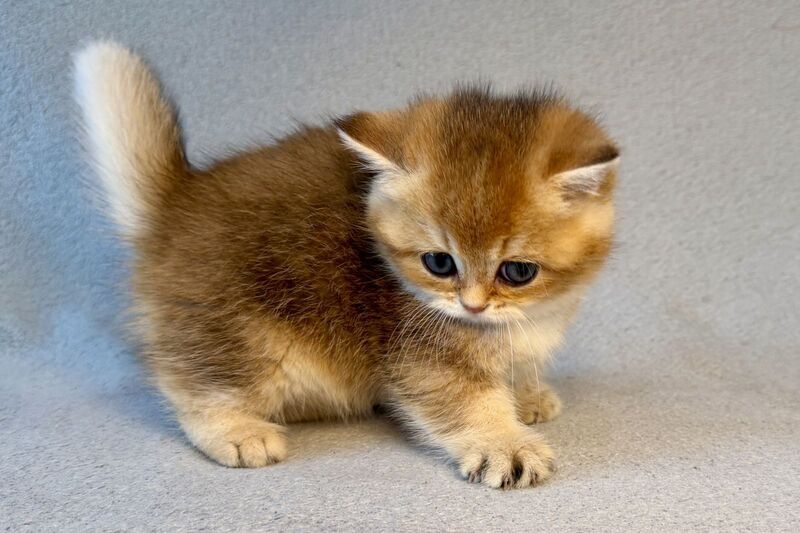 Lumiq Munchkin male black golden ticked tabby - live animals