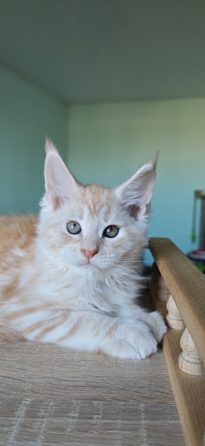Govard Maine Coon male, red silver tabby