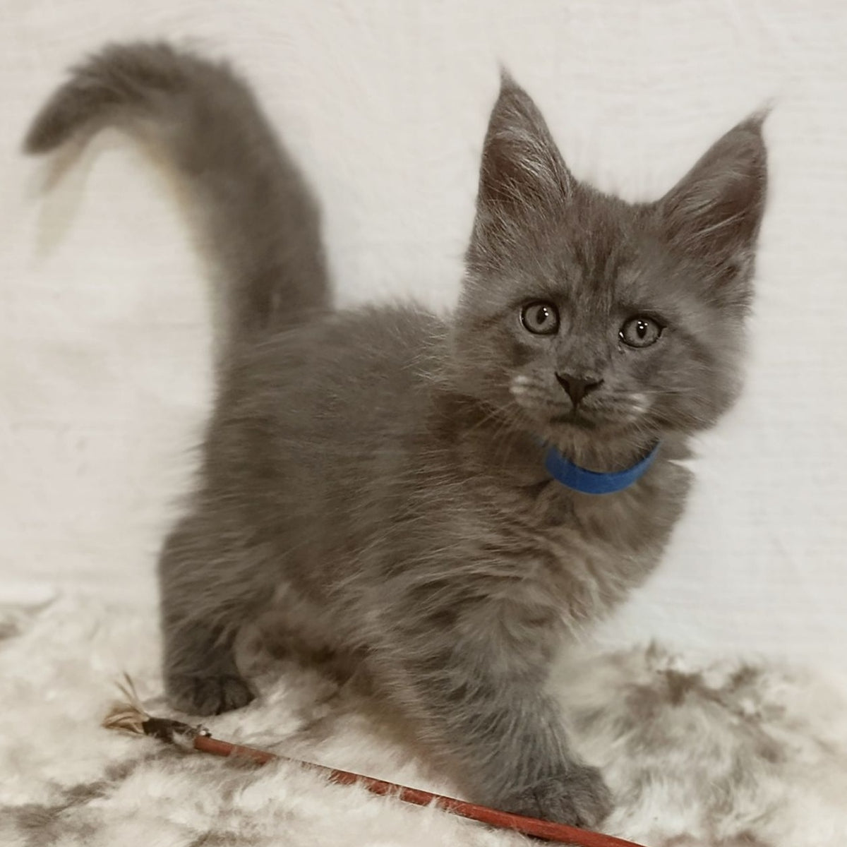 Fox Maine Coon male, blue silver