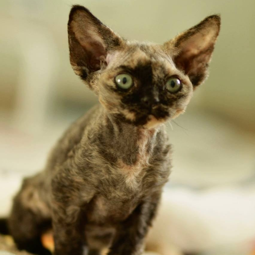 Pixie Devon Rex female, black tortie
