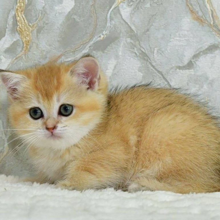 Milka Scottish Straight female, black golden shaded