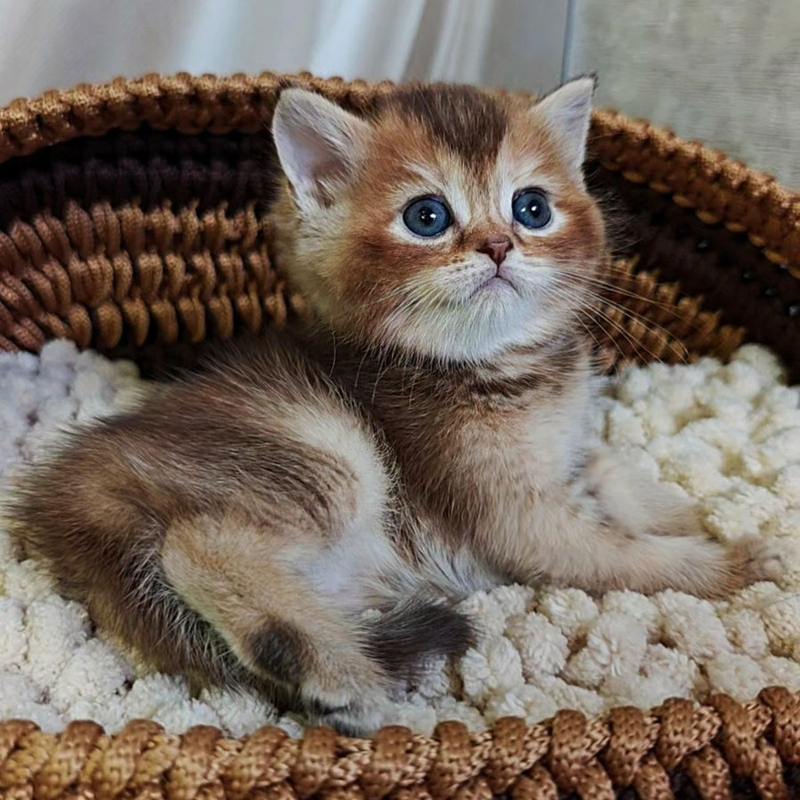 Urmala British Shorthair female, chocolate tortie ticked tabby