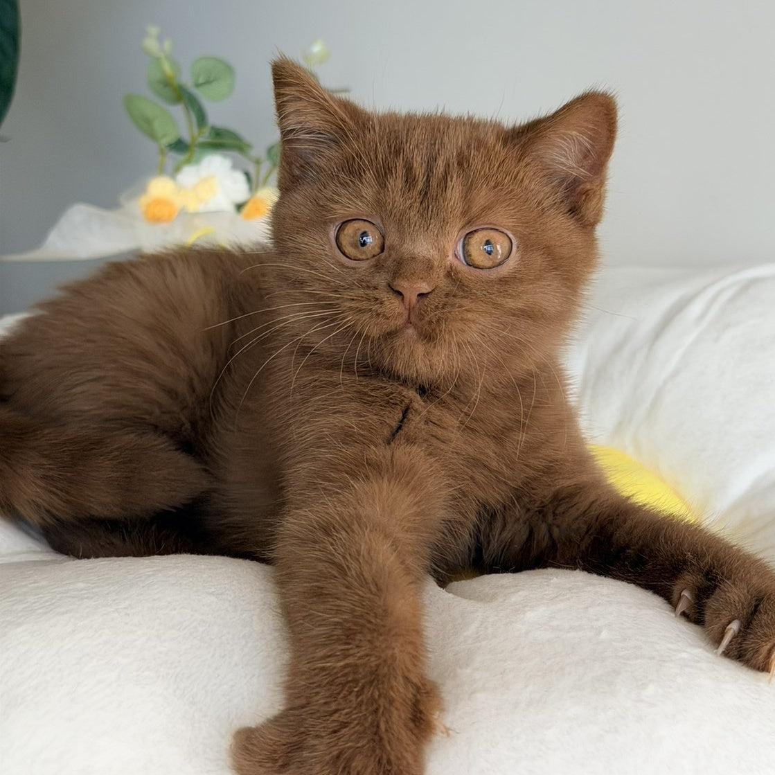 Sophie British Shorthair female, cinnamon