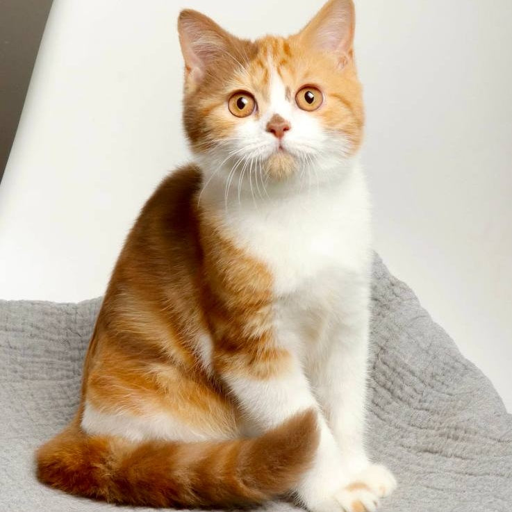 Olivia British Shorthair female, cinnamon tortie bicolour