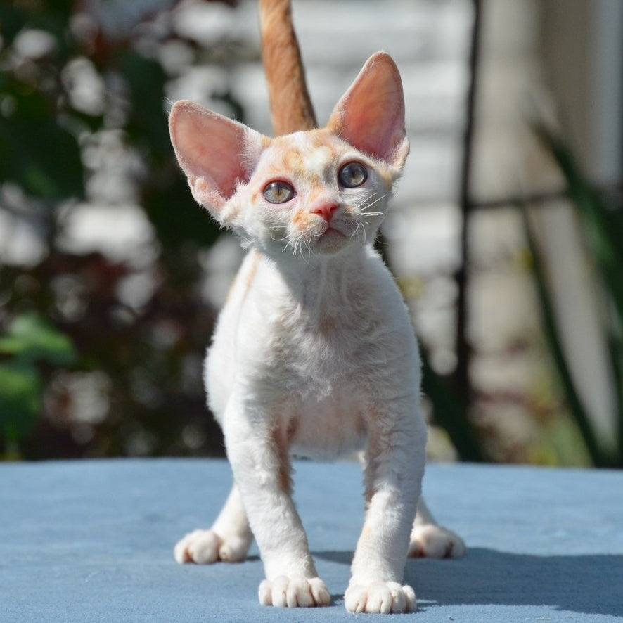 Gulliver Devon Rex male, red tabby harlequin