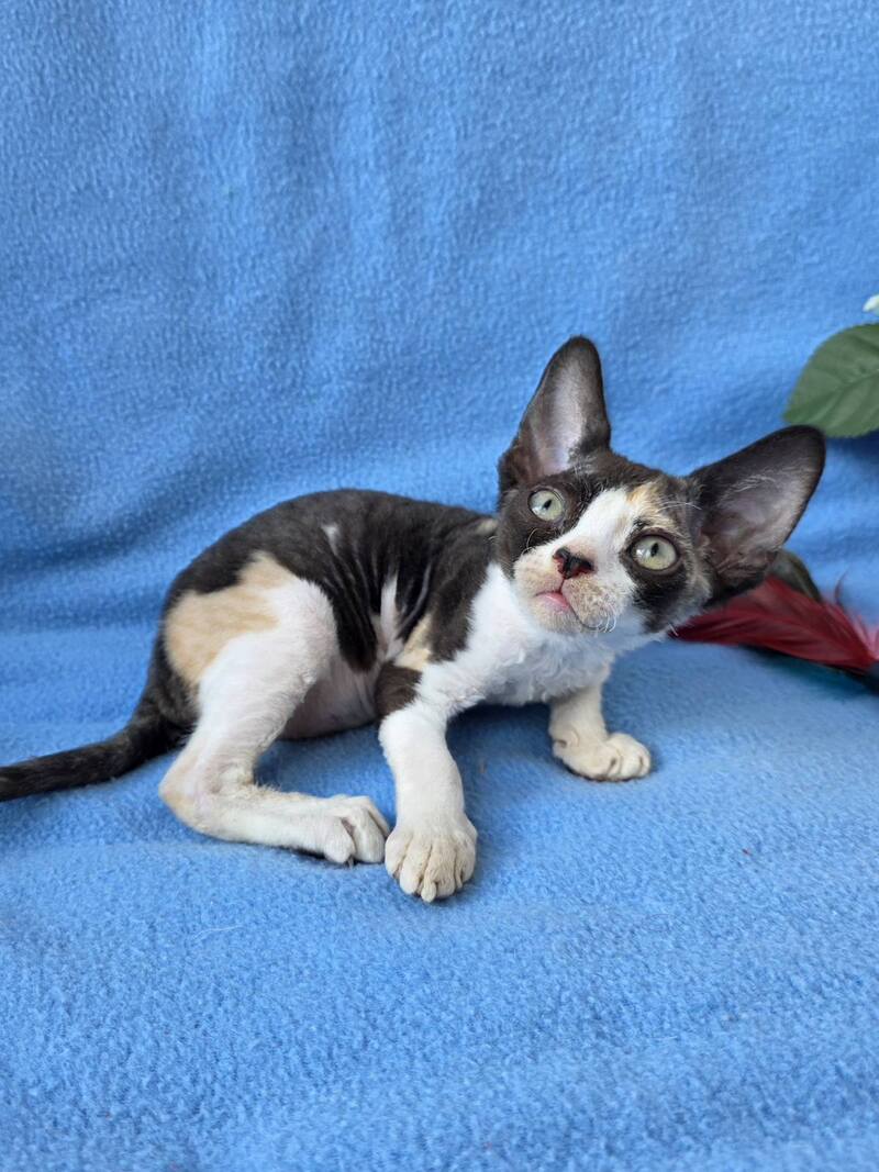 Dulcinea Devon Rex female black tortie bicolour - live animals
