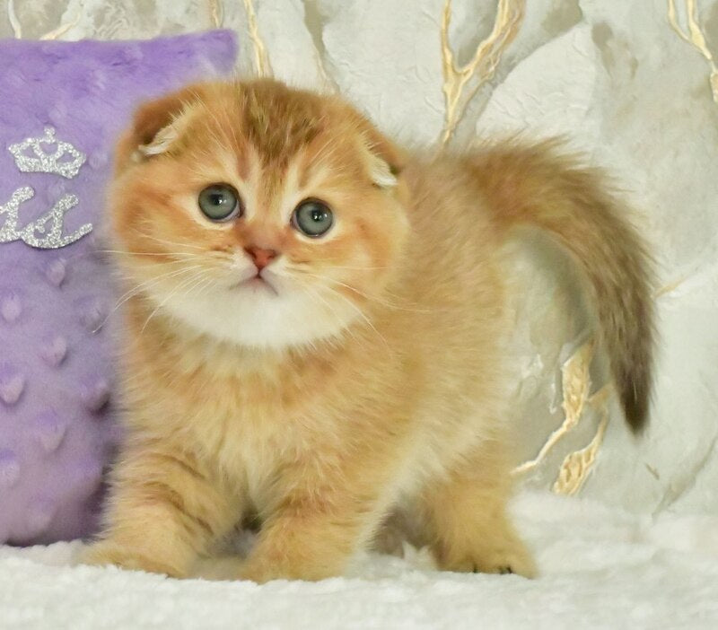 Josie Scottish Fold female, chocolate golden shaded
