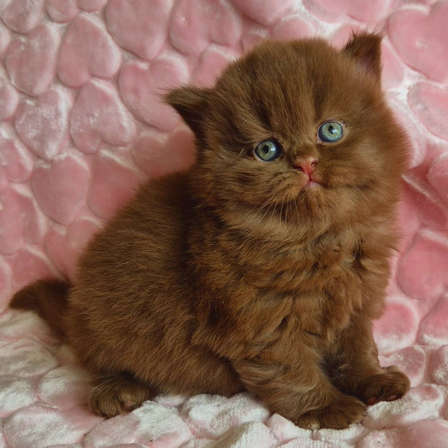 Gucci British Longhair male, cinnamon