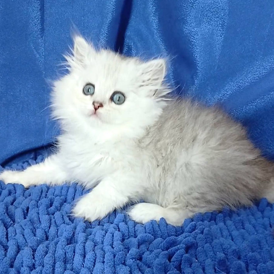 Regina Persian female, black silver shaded