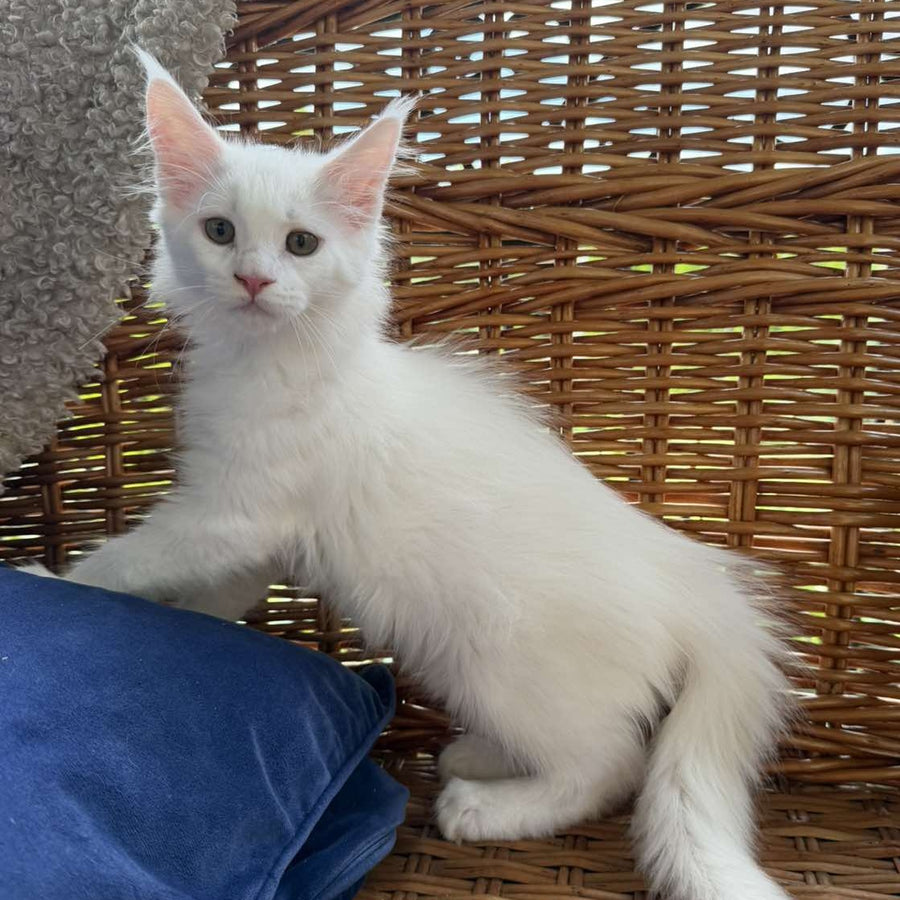 Vivian Maine Coon male, white