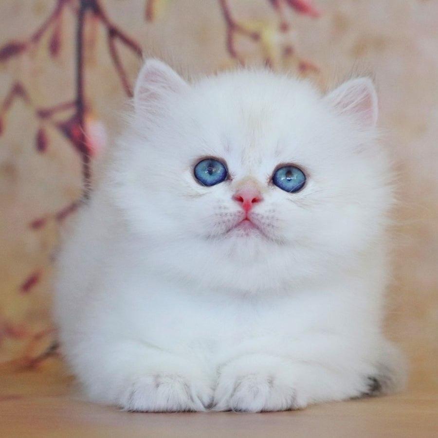 Yara British Longhair female, black golden shaded pointed