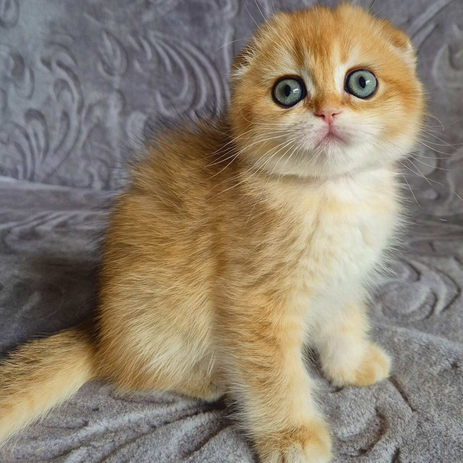 Leyla Scottish Fold female, black golden chinchilla