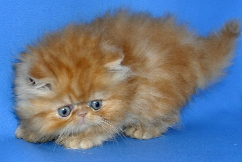 Dendi Persian male, red tabby
