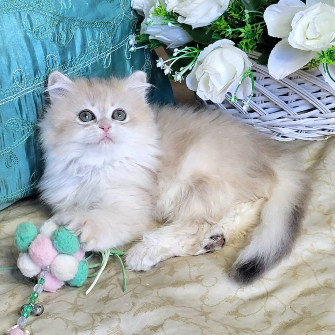 Zosya British Longhair female, blue golden chinchilla