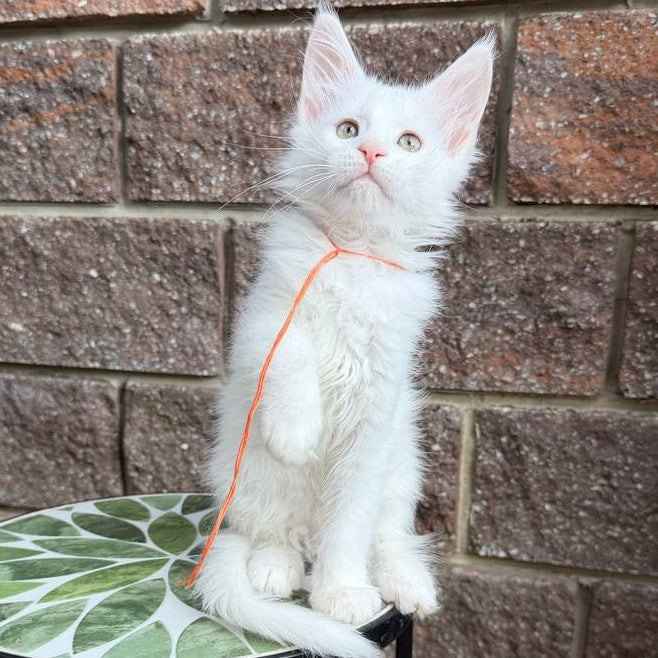 Xyla Maine Coon female, white