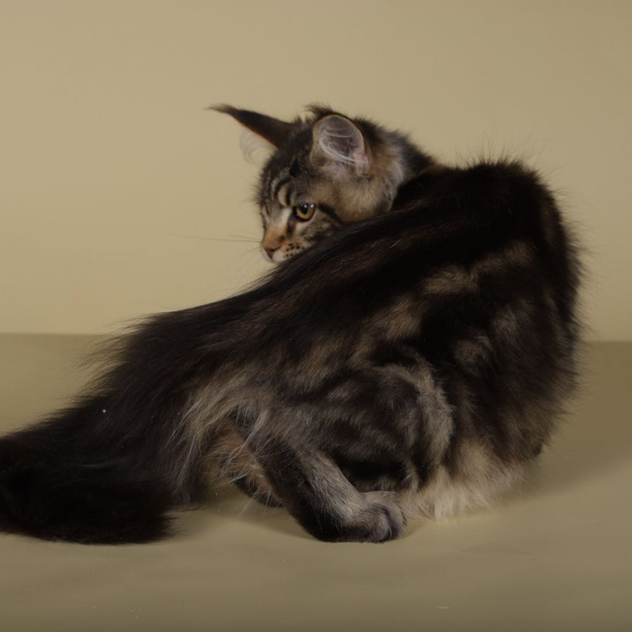 Gella Maine Coon female, black tabby