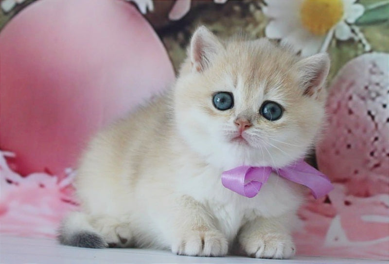Fifa British Shorthair female blue golden chinchilla live animals