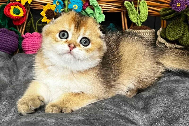 King Scottish Fold male, black golden ticked tabby