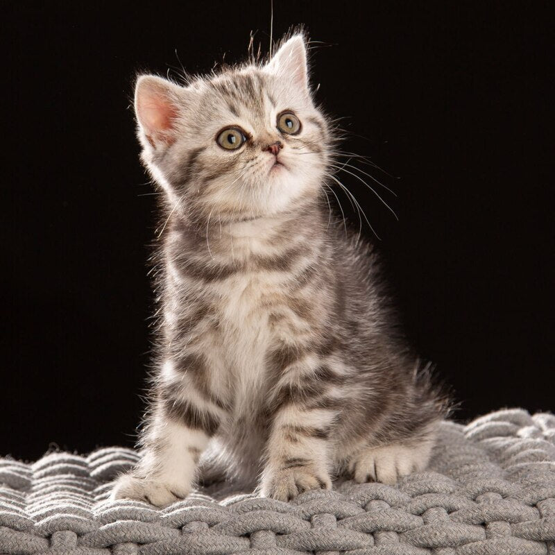 Nicole Scottish Straight female black silver tabby - live animals