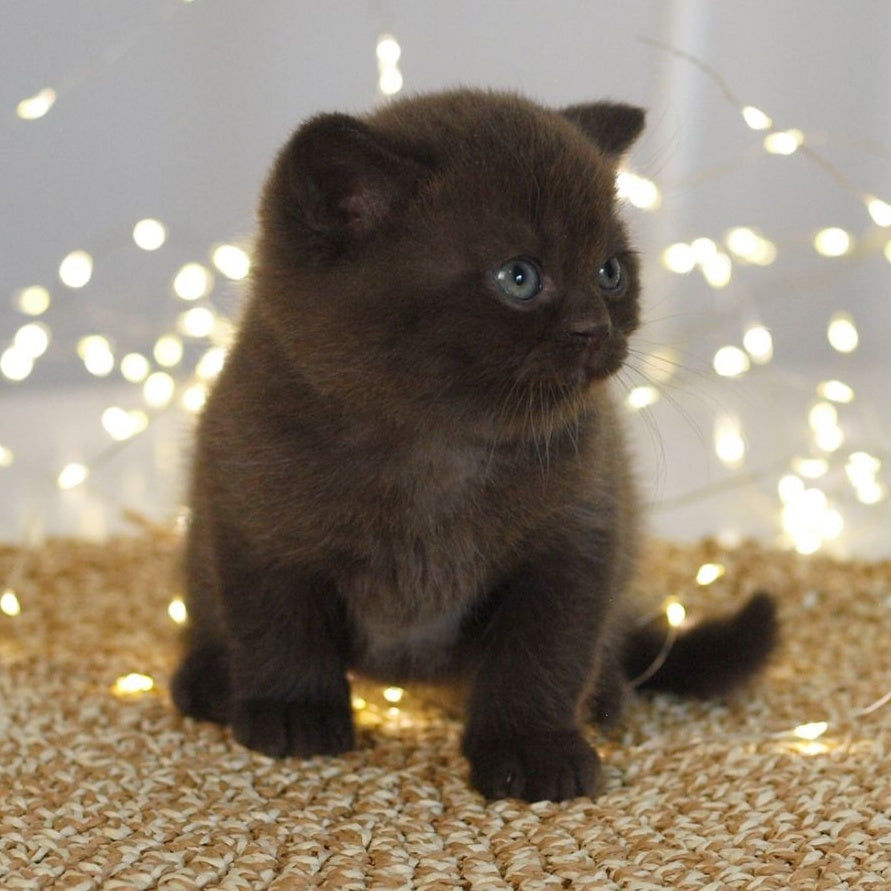 Patrick British Shorthair male, chocolate
