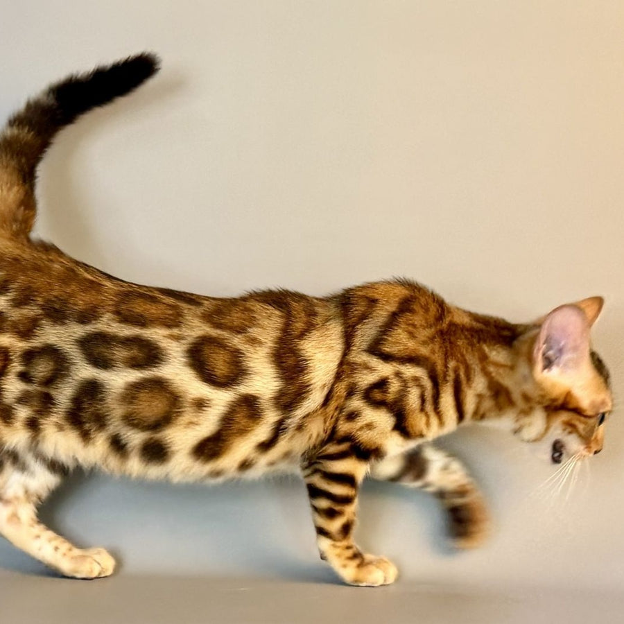 Xirelle Bengal female, black golden spotted tabby