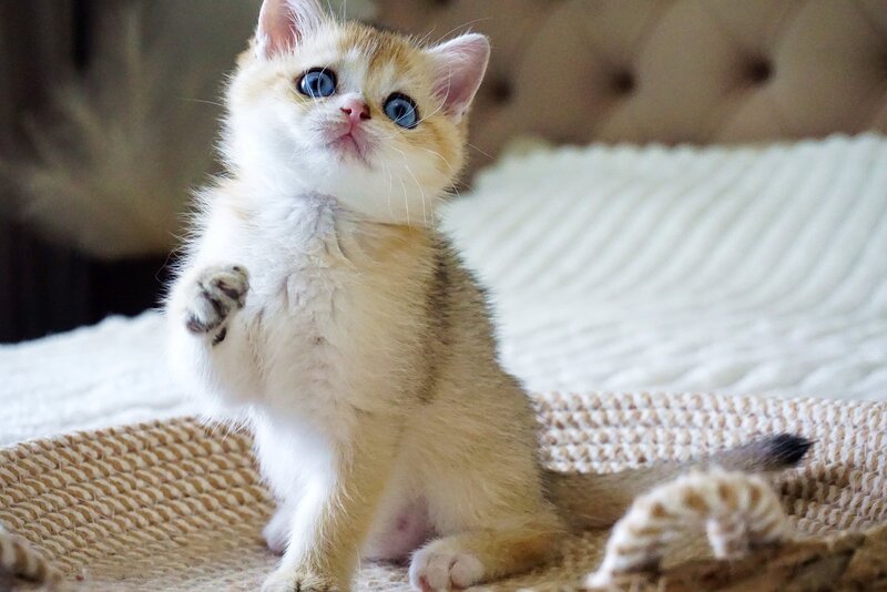 Gabi British Shorthair female, black golden shaded with white