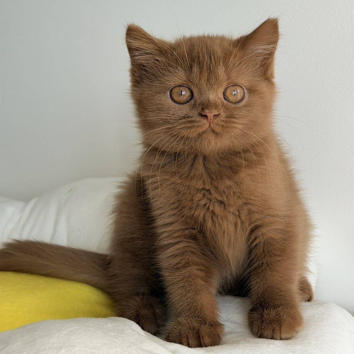 Samanta British Shorthair female, cinnamon