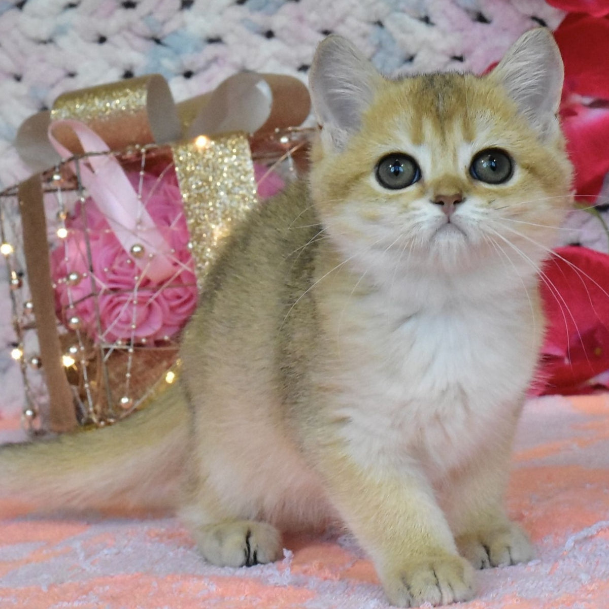 Holly British Shorthair female, black golden shaded