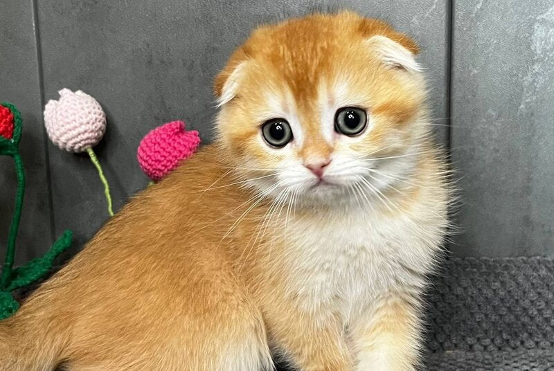Lion Scottish Fold male black golden chinchilla - live animals