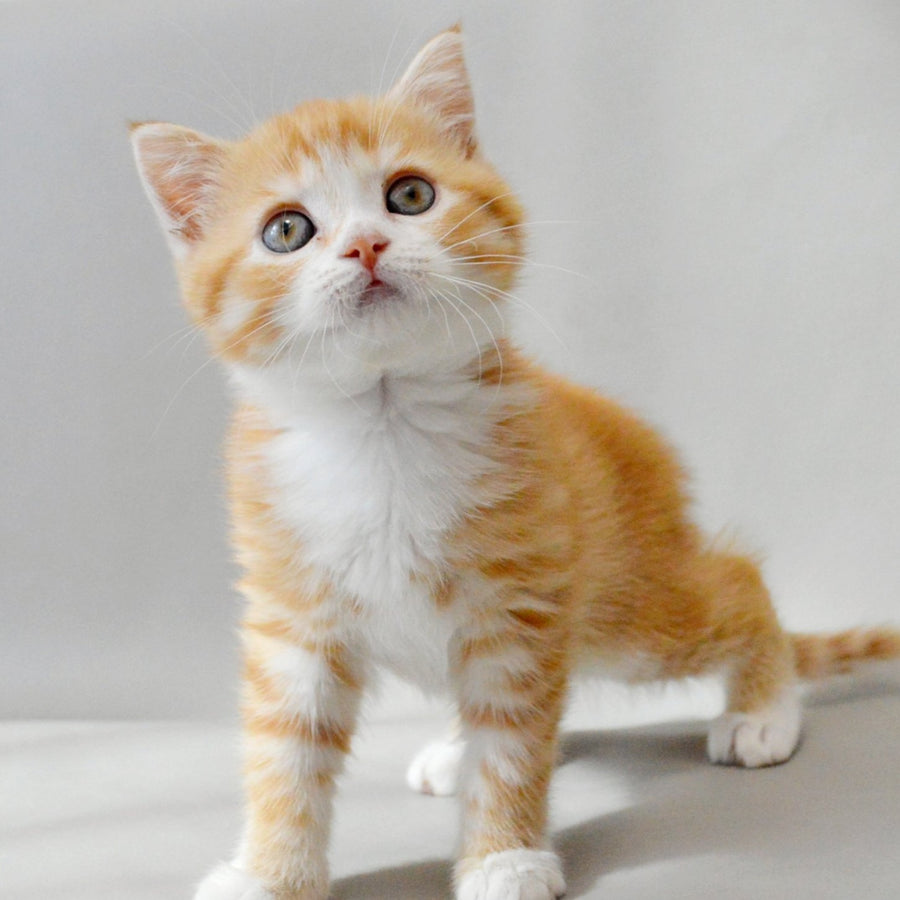 Wilma Scottish Straight female, red spotted tabby bicolour