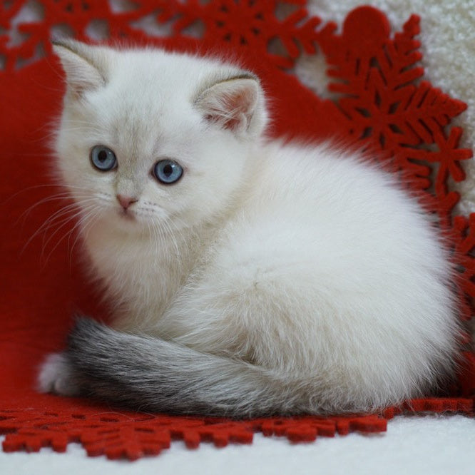 Bella Scottish Straight female, blue tabby pointed