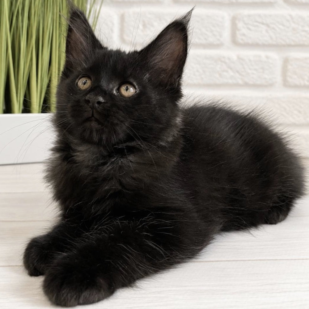 Jack Maine Coon male, black