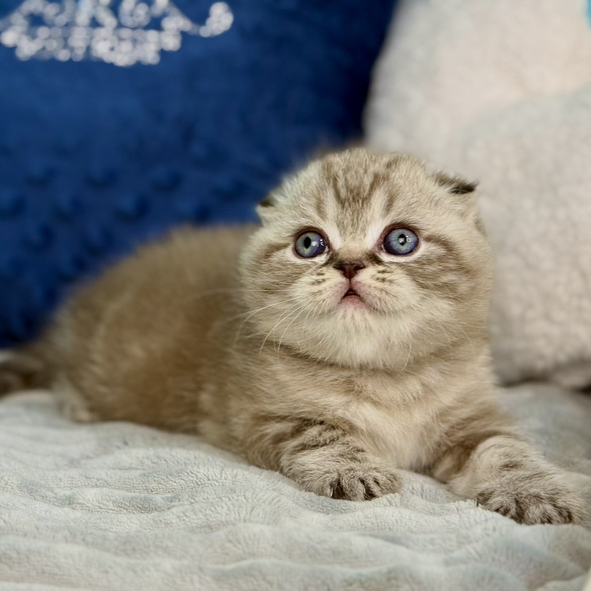 Jerry Scottish Fold male, chocolate tabby pointed