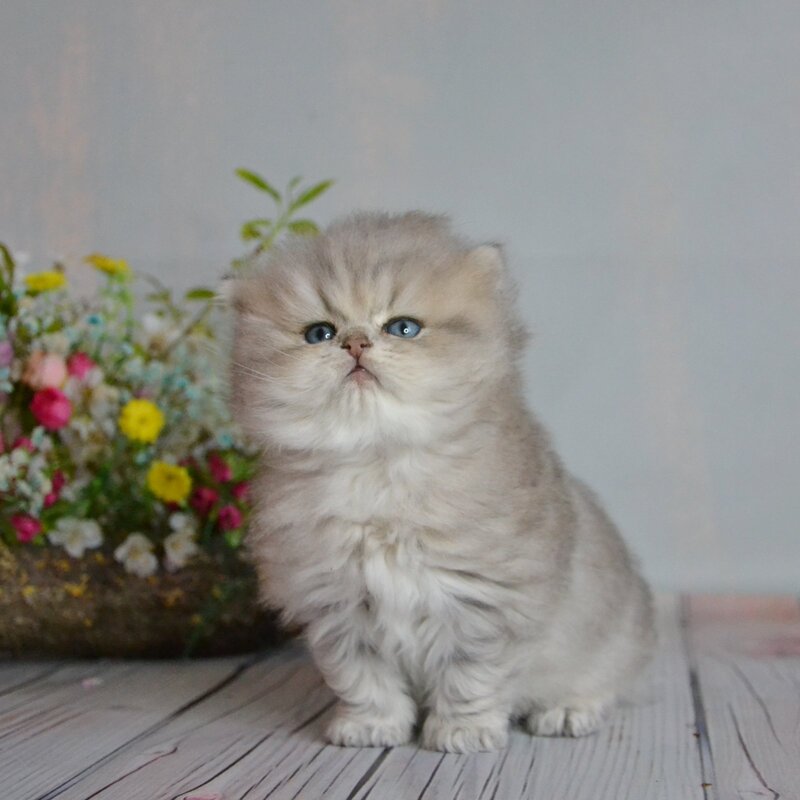 Onyx British Longhair male blue golden ticked tabby - live animals