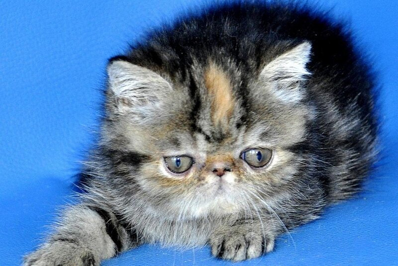 Ursula Exotic female black tortie tabby - live animals