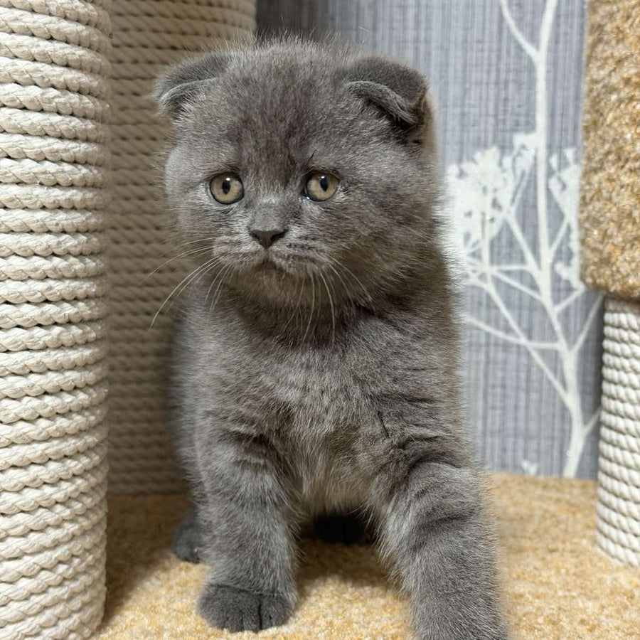Baloo Scottish Fold male, blue
