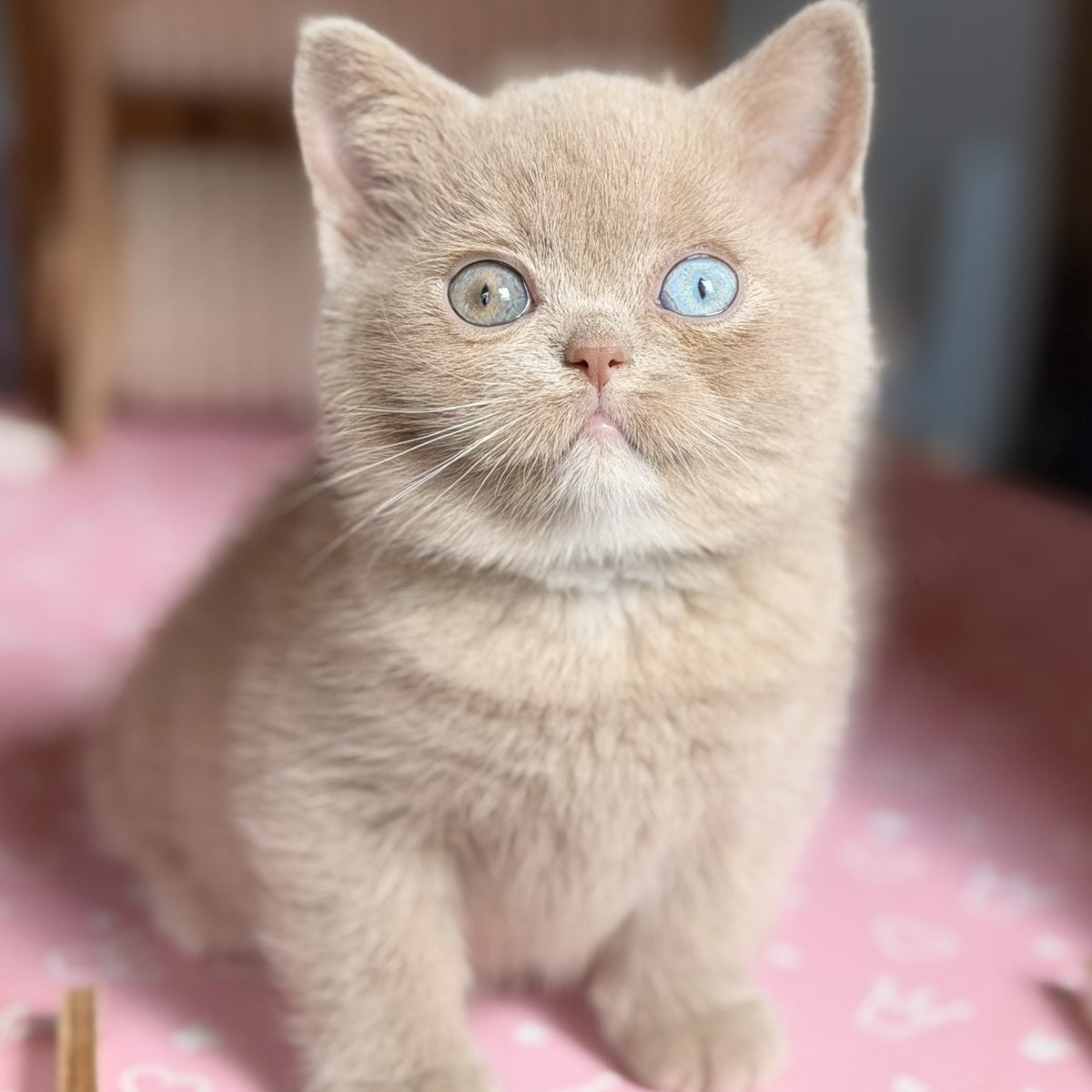 Soleil British Shorthair female, fawn with white