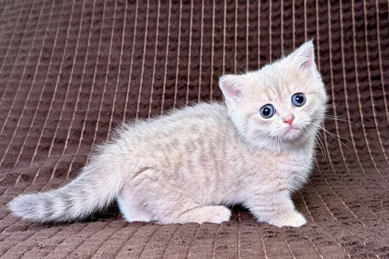 Melody Munchkin female, blue golden spotted tabby