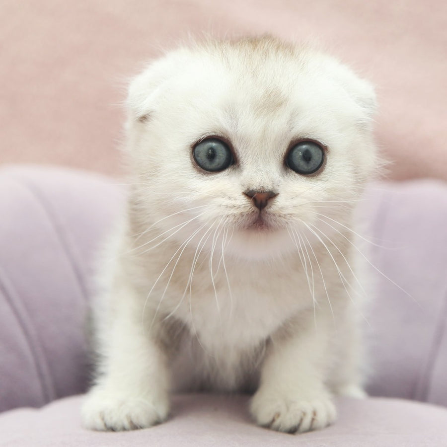 Jeet Scottish Fold male, black silver shaded