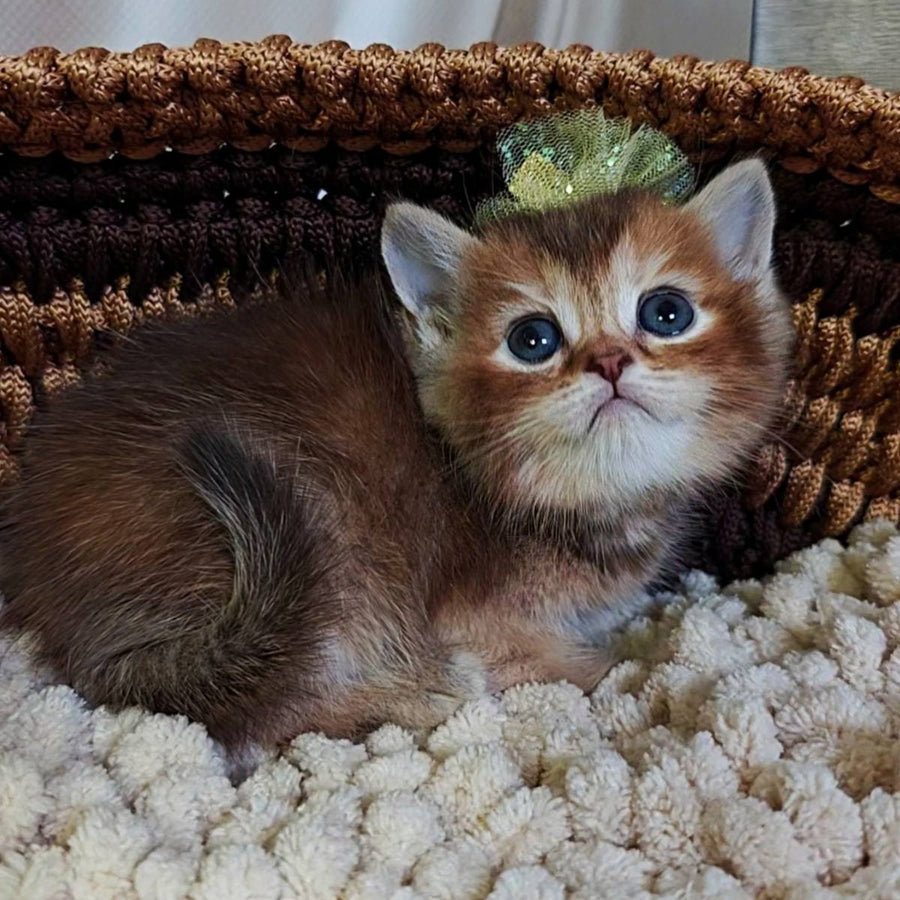Urmala British Shorthair female, chocolate tortie ticked tabby