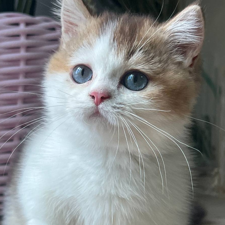 Bingo Munchkin male, chocolate ticked tabby harlequin