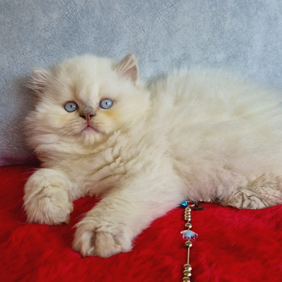 Djoker British Longhair male, blue golden shaded pointed