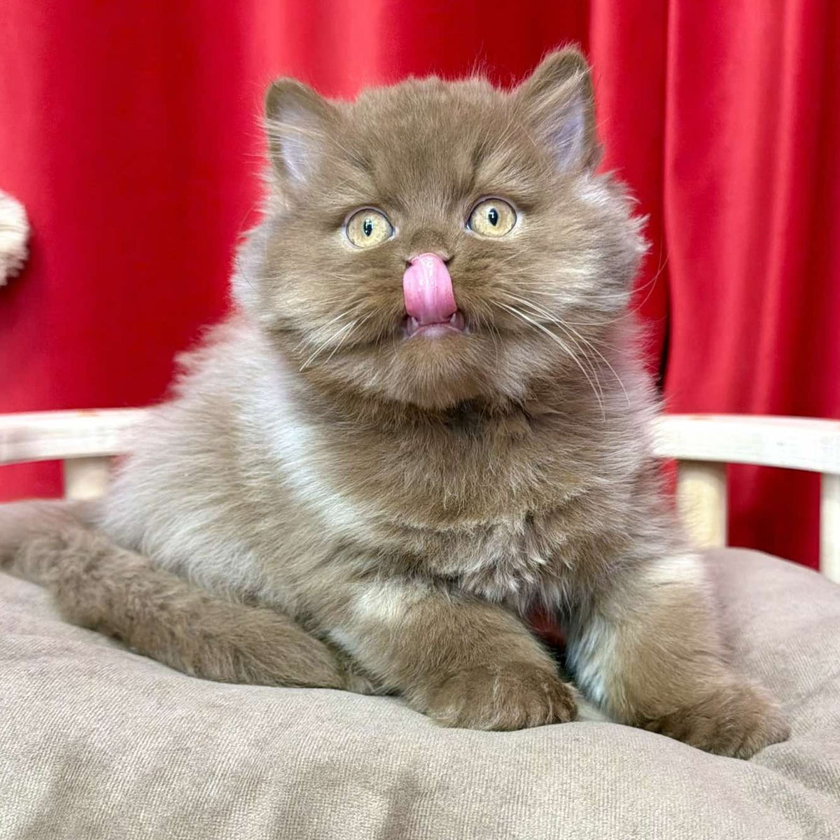 Ponchik British Longhair male, cinnamon