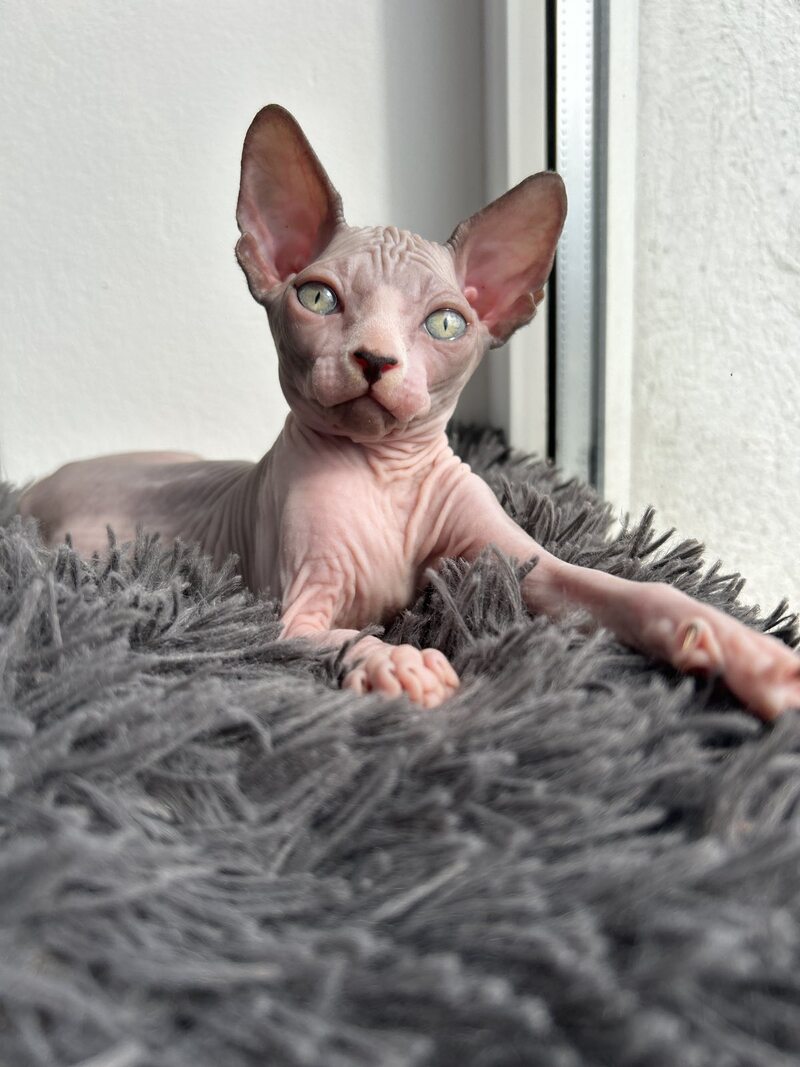 Stich Canadian Sphynx male, black