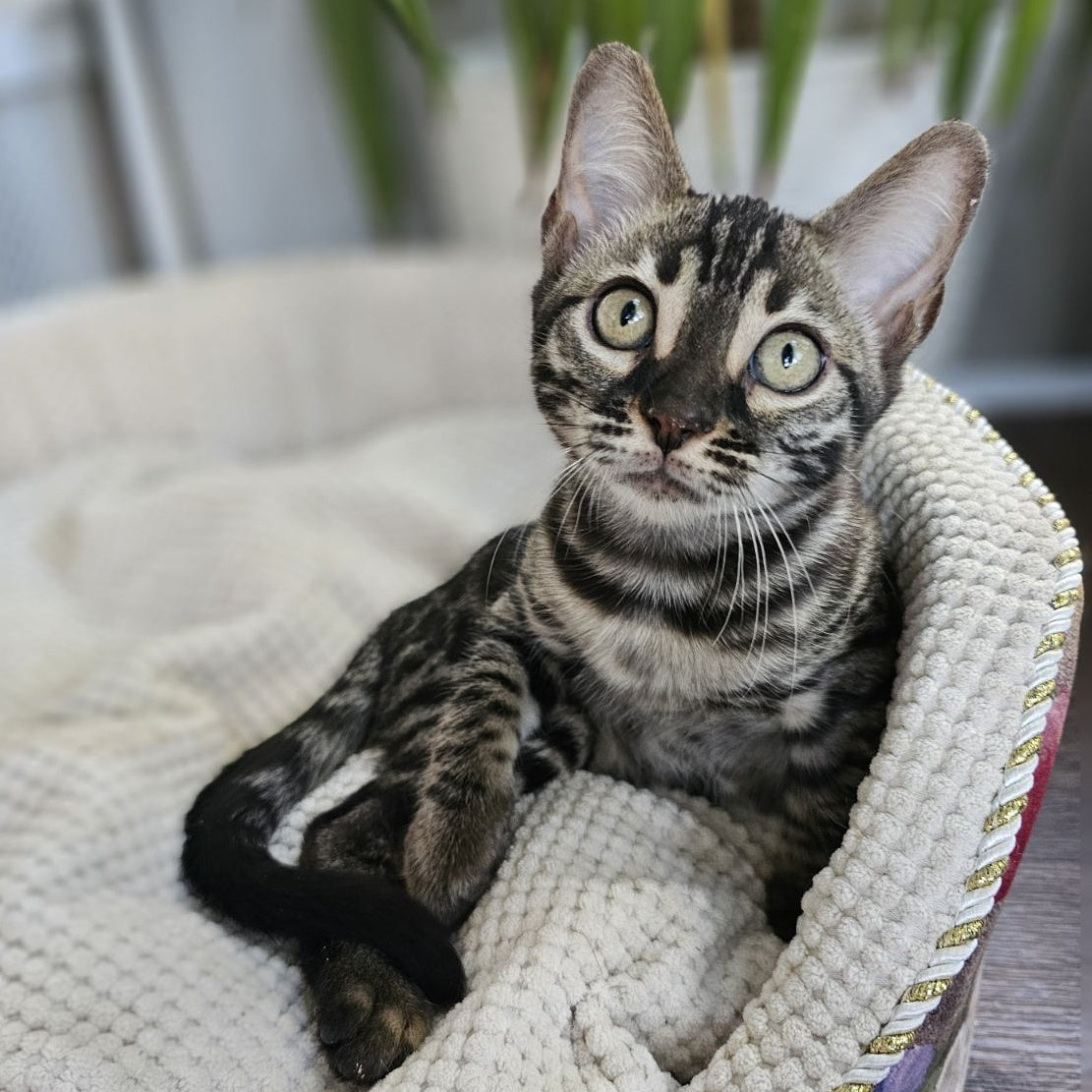 Vega Bengal female, black amber spotted tabby