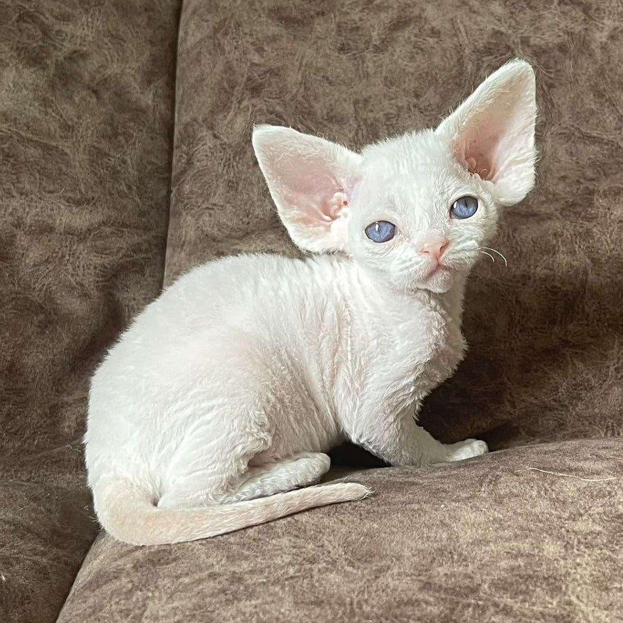 Vasilek Devon Rex male, white